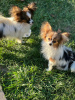 Photo №4. I will sell papillon dog in the city of Лида. private announcement - price - 472$
