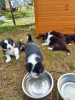 Photo №1. border collie - for sale in the city of Flensburg | negotiated | Announcement № 109171