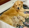 Photo №1. golden retriever - for sale in the city of Inverness | 423$ | Announcement № 121936