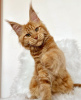 Photo №4. I will sell maine coon in the city of Colorado Springs. breeder - price - 300$