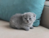 Photo №1. scottish fold - for sale in the city of Fort Lauderdale | 260$ | Announcement № 100115