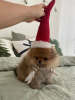 Photo №2 to announcement № 110360 for the sale of pomeranian - buy in Germany private announcement