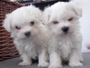 Photo №2 to announcement № 45217 for the sale of maltese dog - buy in Slovakia private announcement