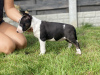 Additional photos: Miniature Bull Terrier
