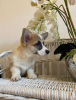 Additional photos: Welpen von Corgi