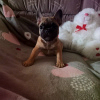 Photo №3. french bulldog puppy for sale. Finland