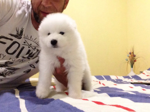 Photo №2 to announcement № 2659 for the sale of samoyed dog - buy in Belarus from nursery
