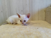 Photo №1. devon rex - for sale in the city of Кашира | 195$ | Announcement № 96126