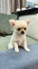 Photo №2 to announcement № 105764 for the sale of chihuahua - buy in Germany breeder