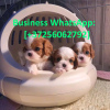 Photo №1. cavalier king charles spaniel - for sale in the city of Helsinki | 475$ | Announcement № 121101