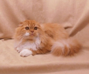 Photo №3. Red sunny cat Highland Fold. Ukraine