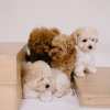 Additional photos: Maltipoo F1