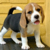 Photo №2 to announcement № 38236 for the sale of beagle - buy in Australia private announcement