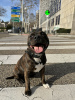 Photo №1. staffordshire bull terrier - for sale in the city of Barcelona | negotiated | Announcement № 122287