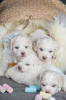 Additional photos: Bichon Friesian puppies