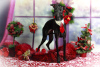 Photo №2 to announcement № 31932 for the sale of italian greyhound - buy in Russian Federation from nursery, breeder