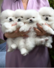 Photo №1. german spitz, pomeranian - for sale in the city of Berlin | 634$ | Announcement № 117679