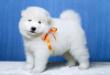 Photo №1. samoyed dog - for sale in the city of London | 317$ | Announcement № 94781