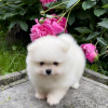 Photo №1. pomeranian - for sale in the city of Cochem | 380$ | Announcement № 120165