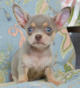 Photo №2 to announcement № 110793 for the sale of chihuahua - buy in Russian Federation private announcement, breeder