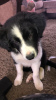 Photo №1. border collie - for sale in the city of Vienna | 317$ | Announcement № 75981
