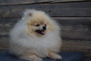 Additional photos: Pomeranian-Pomeranian Boo