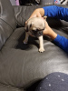 Photo №2 to announcement № 123481 for the sale of pug - buy in Finland private announcement, breeder