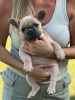 Additional photos: Puppies for sale French bulldog