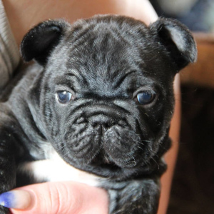 Photo №3. I offer puppies french bulldog. Russian Federation