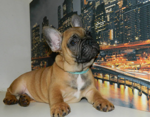 Photo №4. I will sell french bulldog in the city of Киев. breeder - price - 529$