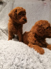 Photo №1. poodle (royal), russo-european laika - for sale in the city of Tomsk | 592$ | Announcement № 11085