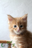 Photo №3. Maine Coon Red Boy. Russian Federation