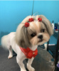 Photo №1. shih tzu - for sale in the city of New York | 500$ | Announcement № 103380