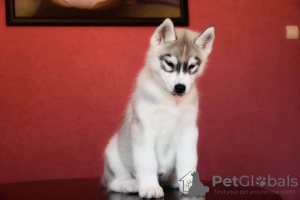 Additional photos: Boy Siberian Husky