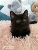 Photo №4. I will sell british shorthair in the city of Lyubertsy. from nursery - price - 442$