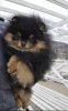 Photo №2 to announcement № 43788 for the sale of pomeranian - buy in Bulgaria private announcement