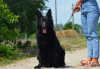 Additional photos: German shepherd puppy, black long haired boy, World Champion Descendant