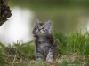 Photo №3. Maine Coon kittens. Belarus