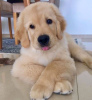 Photo №1. golden retriever - for sale in the city of Reykjavík | negotiated | Announcement № 85394