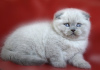 Photo №2 to announcement № 15694 for the sale of scottish fold - buy in Ukraine from nursery