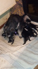 Photo №3. Miniature Schnauzer puppies for sale. Russian Federation