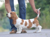 Additional photos: Basset hound puppies