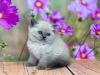 Photo №2 to announcement № 103751 for the sale of ragdoll - buy in Germany private announcement