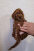 Photo №4. I will sell poodle (dwarf), poodle (toy) in the city of Minsk. breeder - price - 1208$