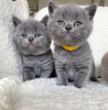 Photo №3. British Shorthair Champion Line Sukutaulussa. Finland