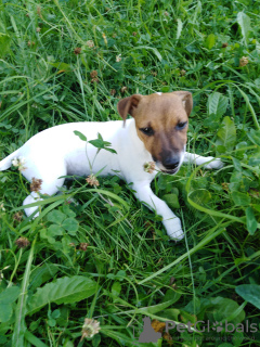 Photo №4. I will sell jack russell terrier in the city of Minsk. private announcement - price - 368$