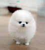 Photo №1. pomeranian - for sale in the city of Prague | Is free | Announcement № 104001