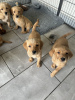 Photo №2 to announcement № 123480 for the sale of golden retriever - buy in Finland private announcement, breeder