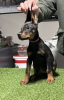 Additional photos: Doberman puppies