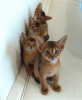 Photo №1. abyssinian cat - for sale in the city of Gomel | 300$ | Announcement № 24335
